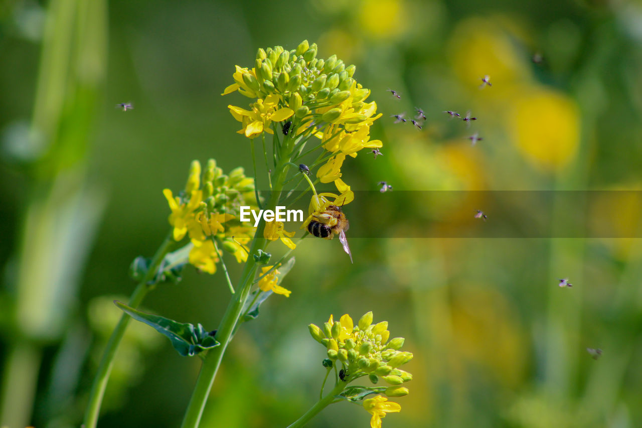 Bee pollinating flower