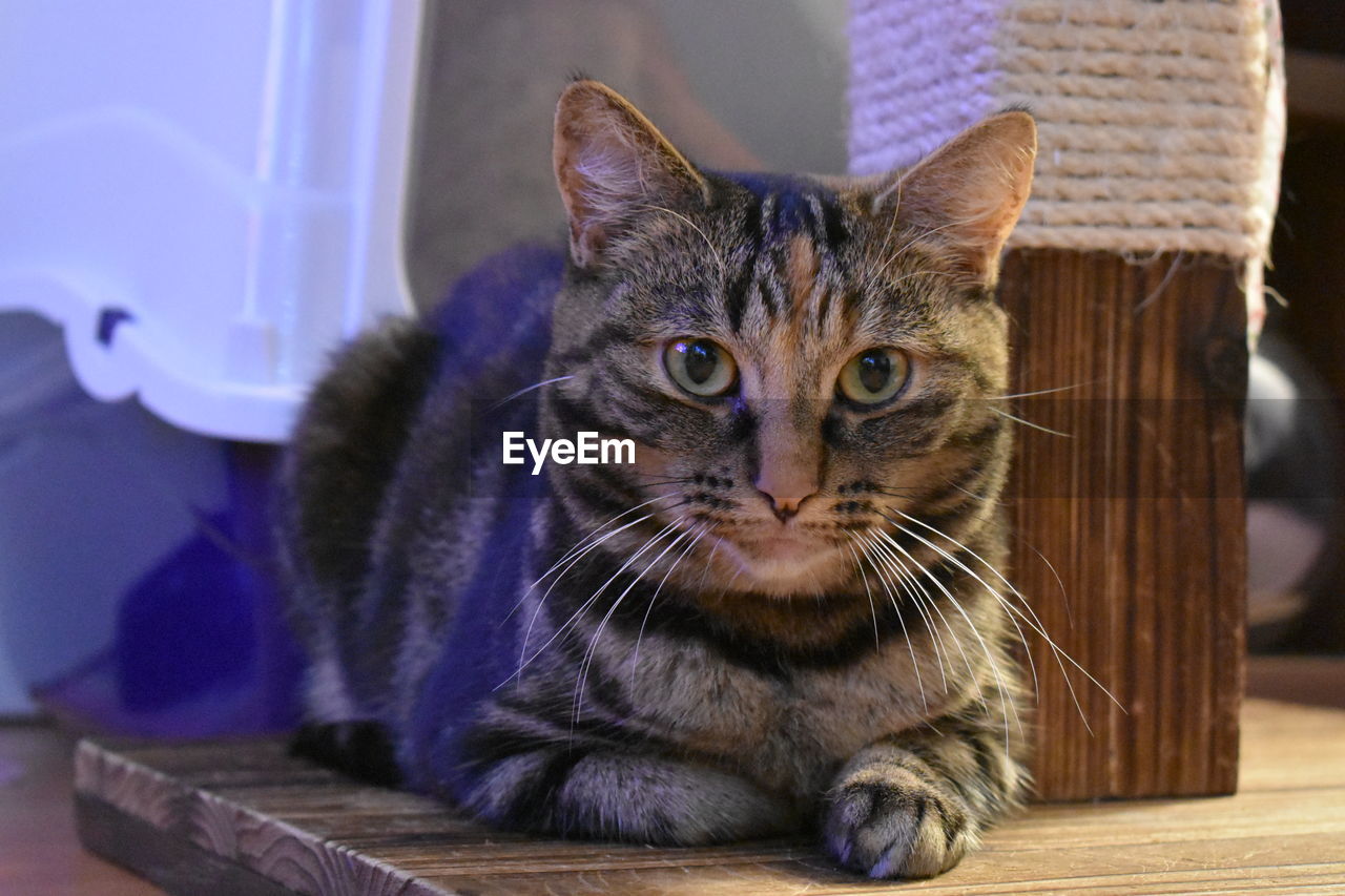 CLOSE-UP PORTRAIT OF CAT RELAXING ON FLOOR