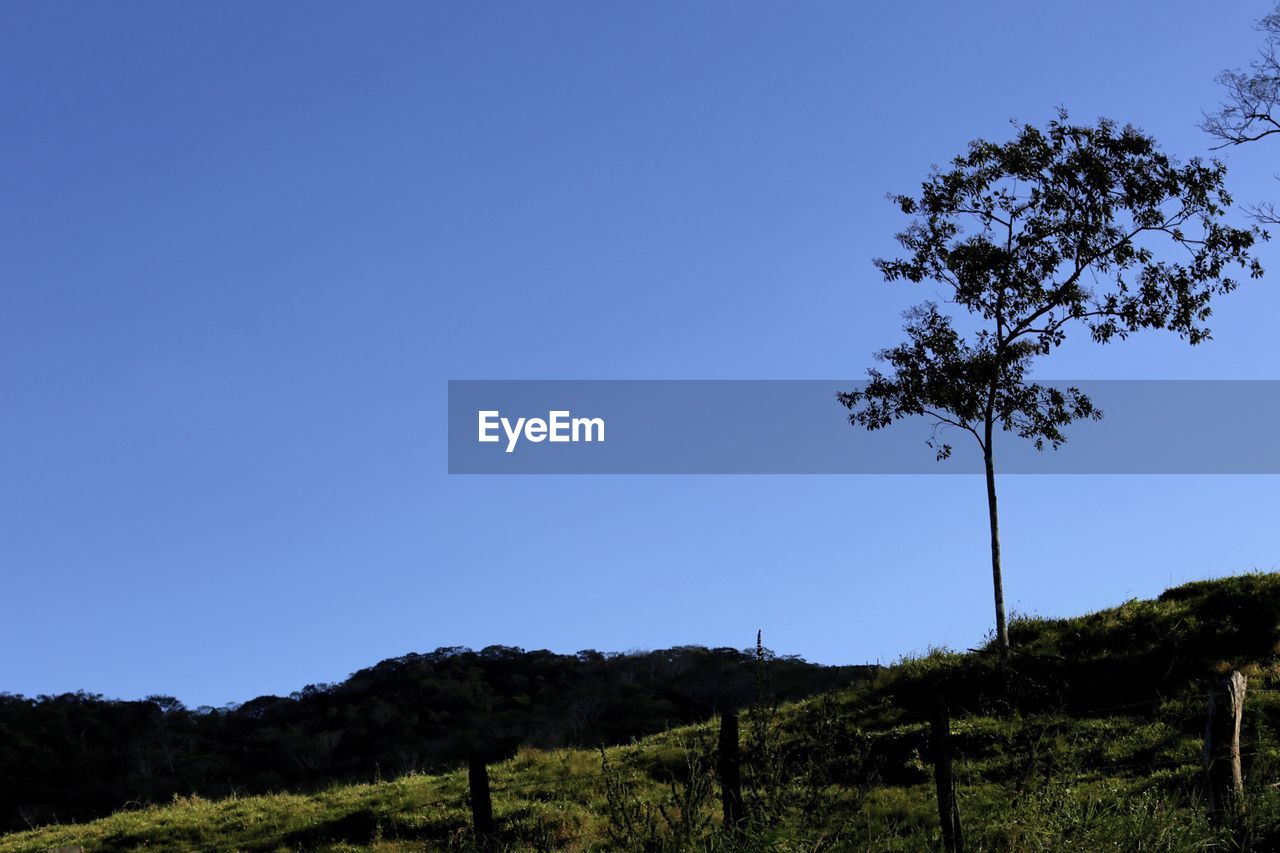 LOW ANGLE VIEW OF TREES AGAINST CLEAR SKY