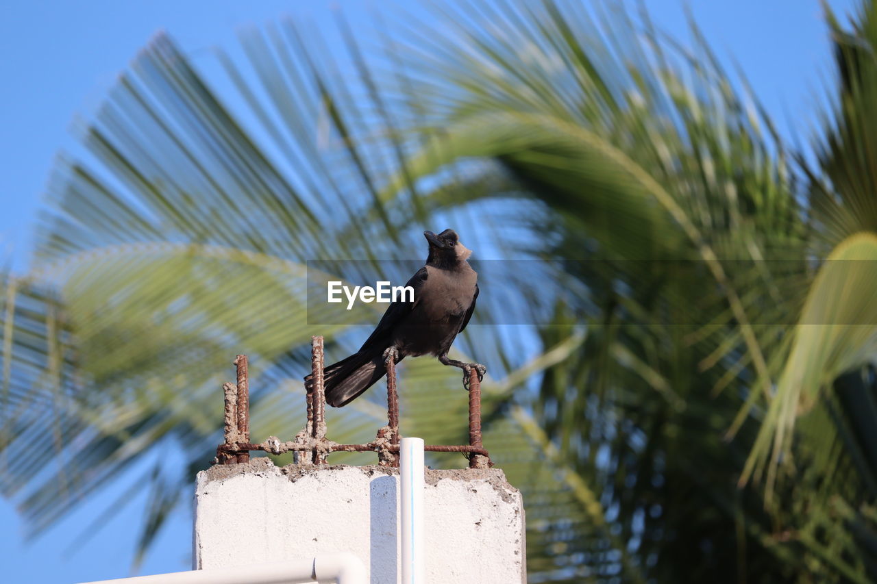 Low angle view of crow bird perching on a plant, crow resting on iron rod