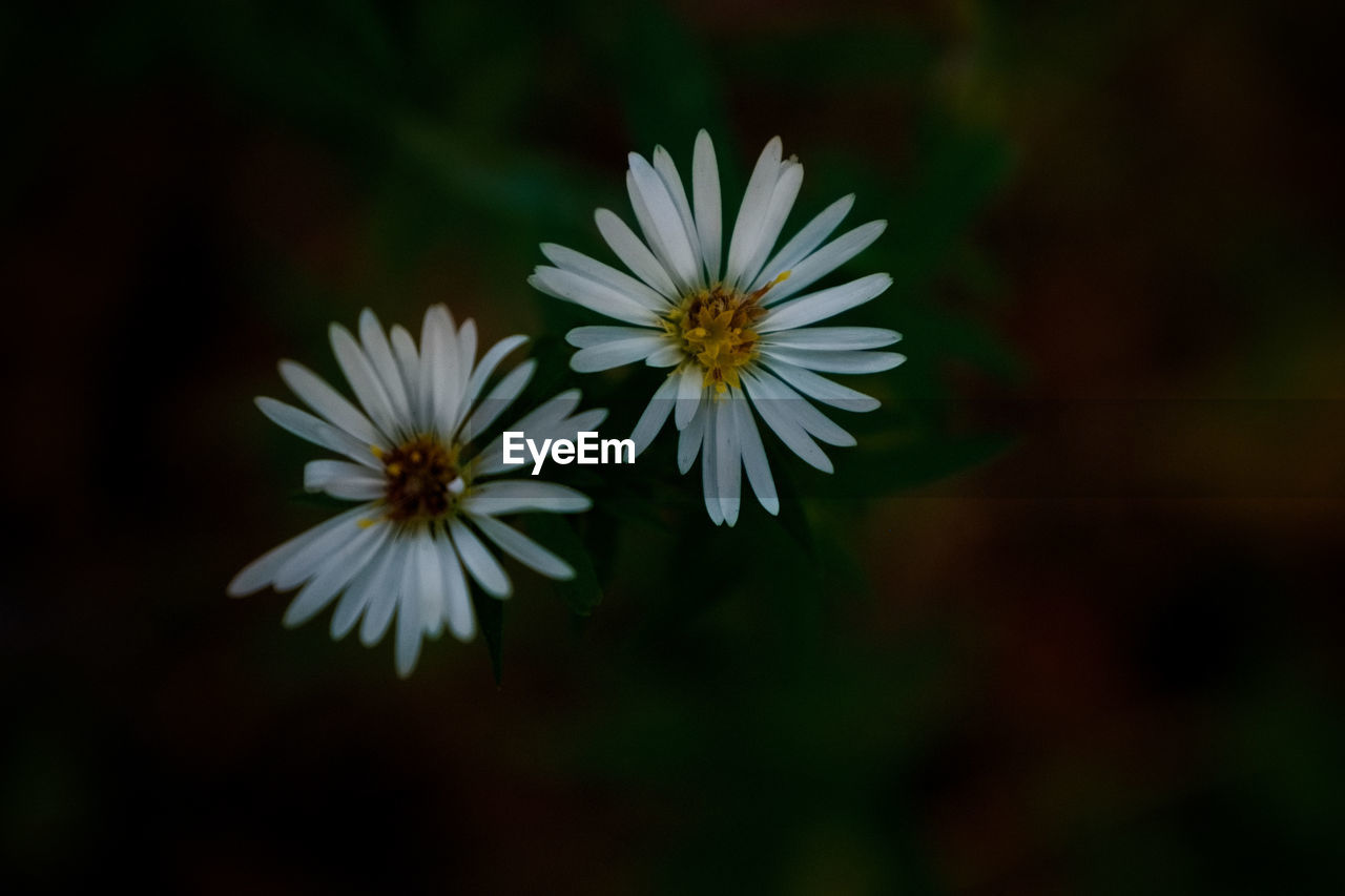 CLOSE-UP OF WHITE FLOWER