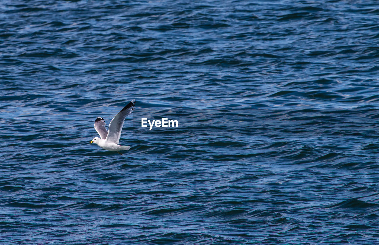 VIEW OF BIRD SWIMMING IN SEA