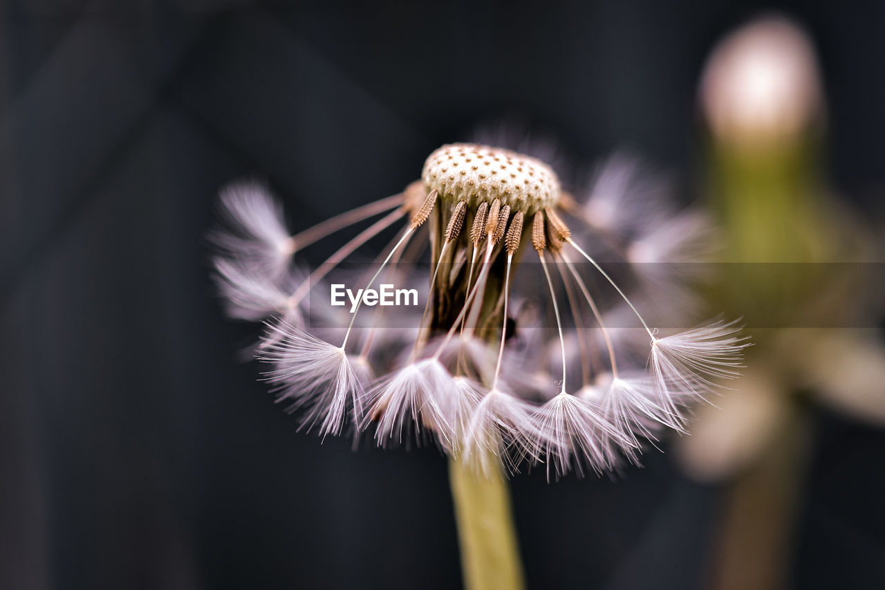 Close-up of wilted dandelion flower