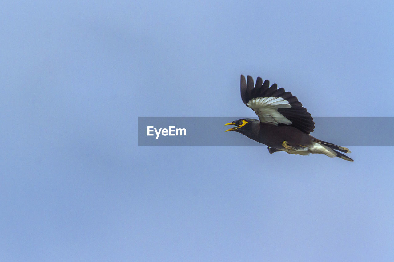 LOW ANGLE VIEW OF EAGLE FLYING AGAINST BLUE SKY