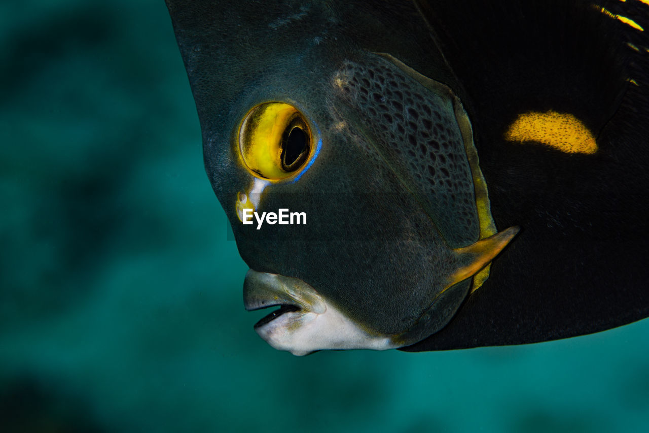 Close-up of fish swimming in sea