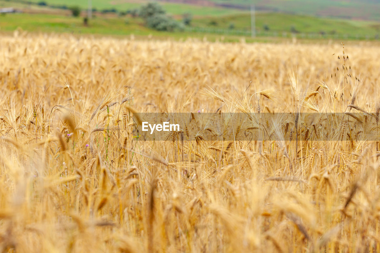 agriculture, food, landscape, crop, rural scene, cereal plant, field, land, plant, farm, food grain, growth, environment, wheat, nature, barley, scenics - nature, no people, gold, rye, beauty in nature, day, selective focus, tranquility, outdoors, food and drink, summer, emmer, cereal, harvesting, corn, tranquil scene, sky, triticale, prairie, close-up, ripe