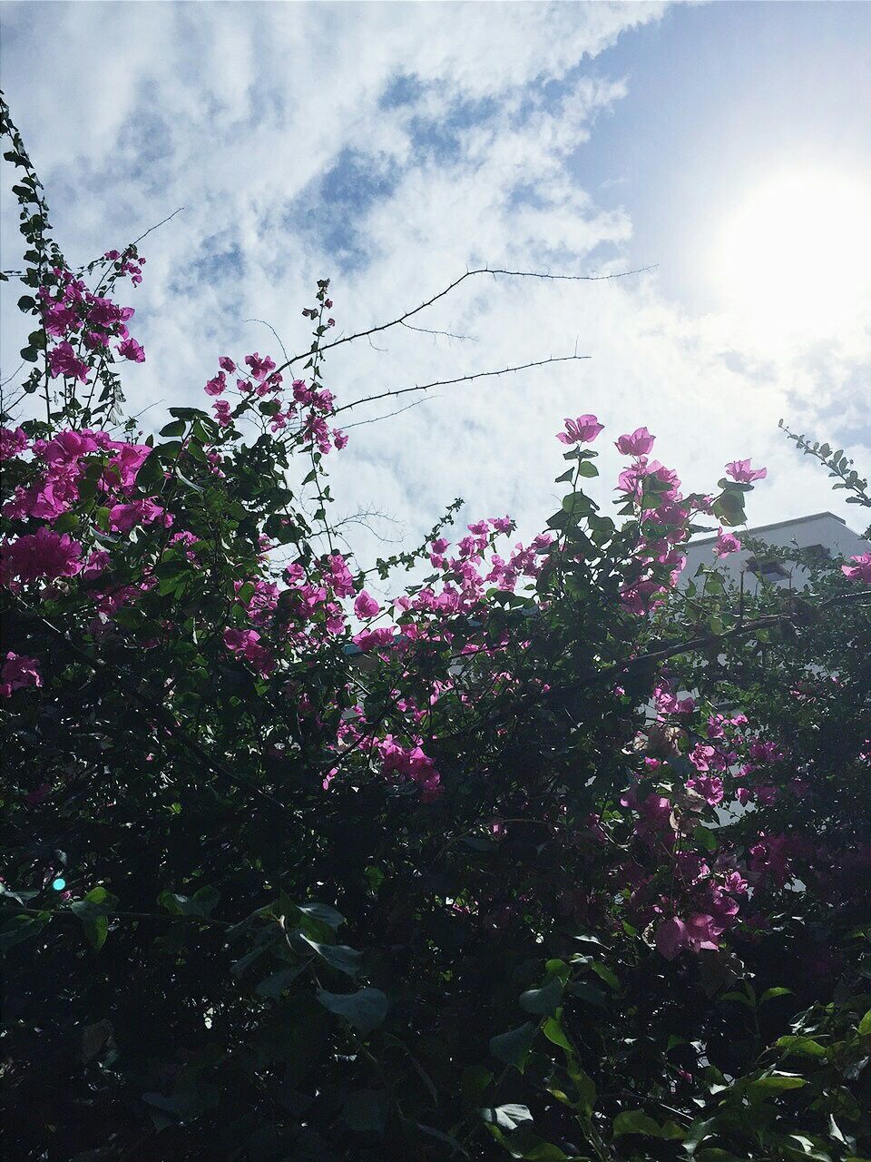 LOW ANGLE VIEW OF PINK FLOWERS AGAINST SKY