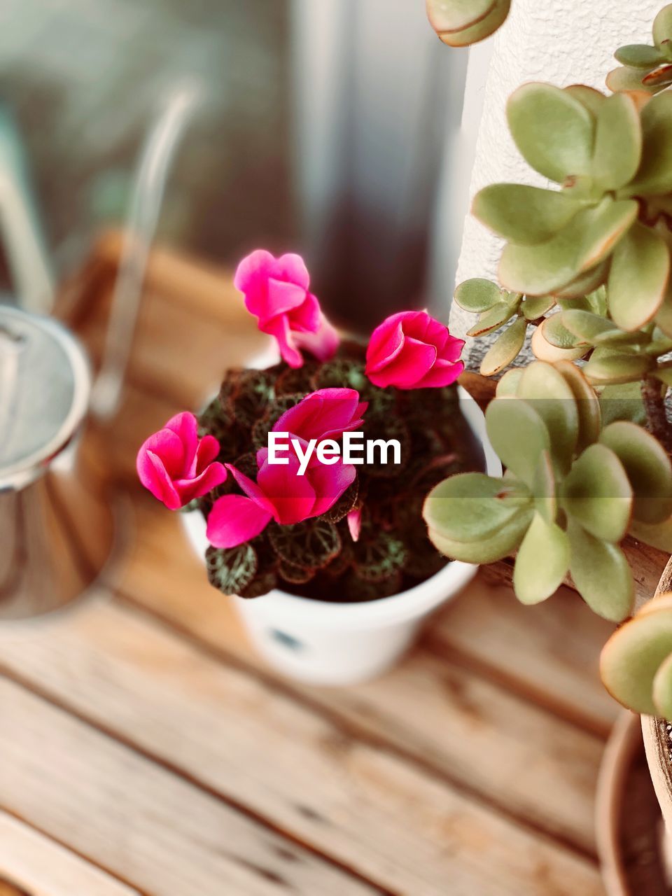 High angle view of potted plant on table