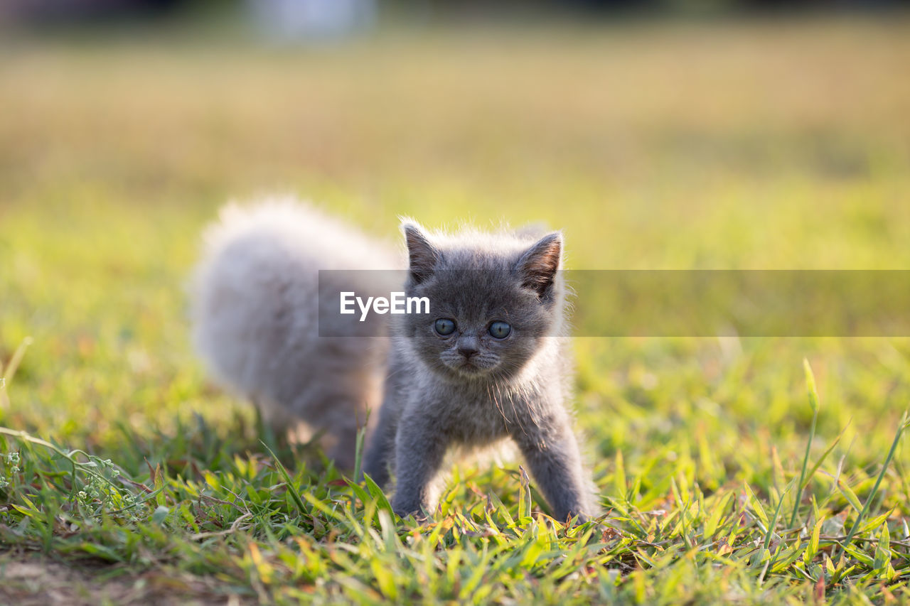 Close-up of cute kittens standing on grassy field