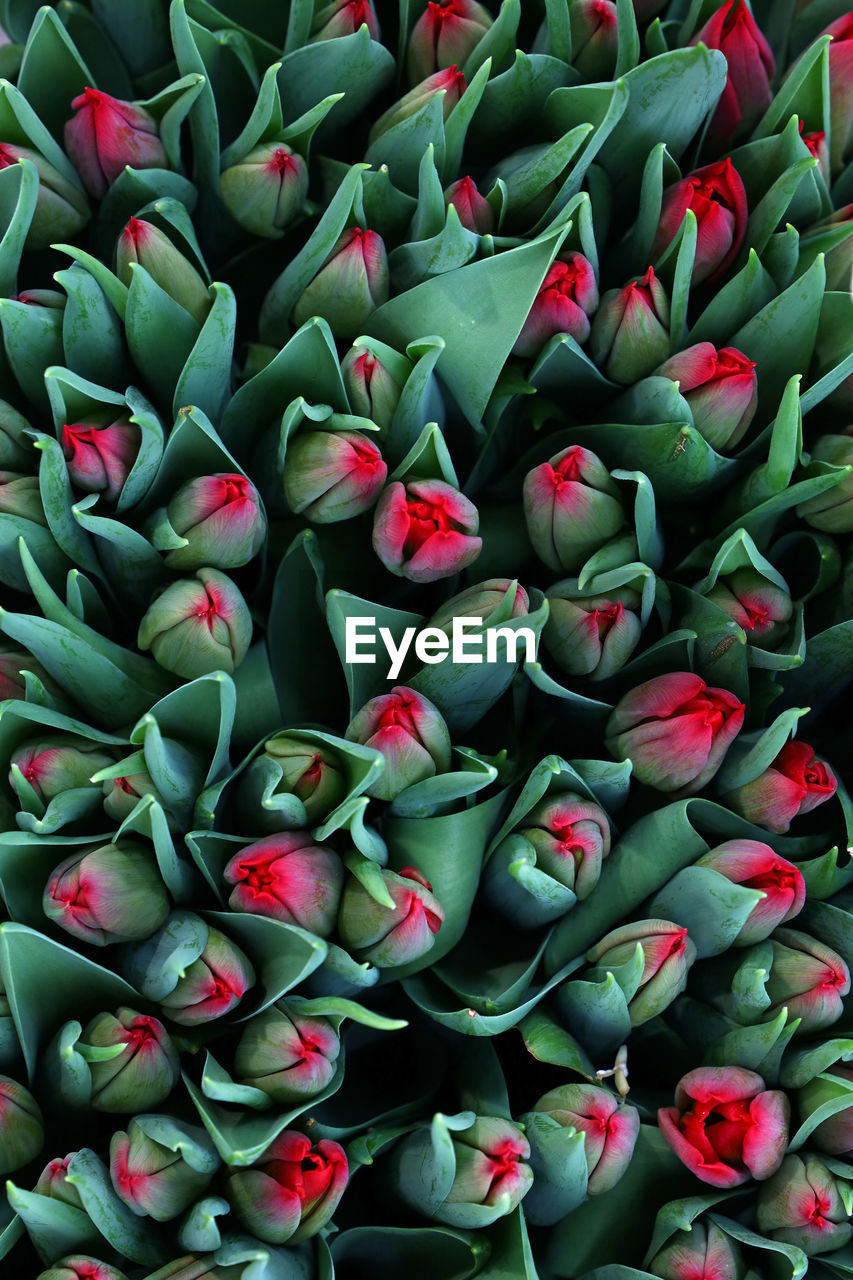 Full frame shot of flowers blooming outdoors