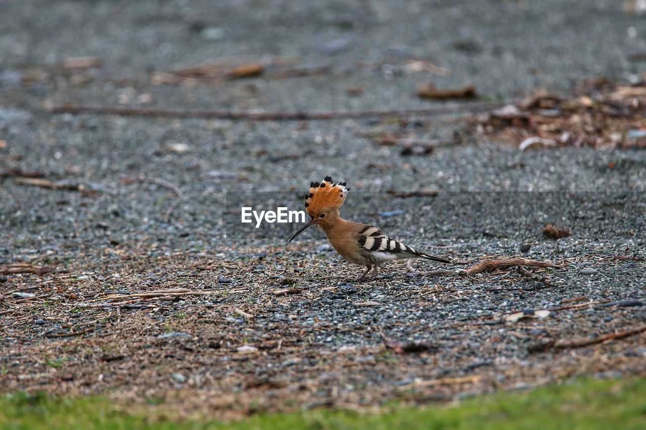 CLOSE-UP OF BIRD ON GROUND