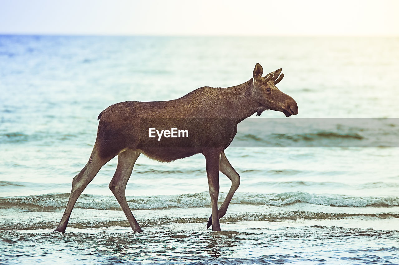 Side view of moose on beach