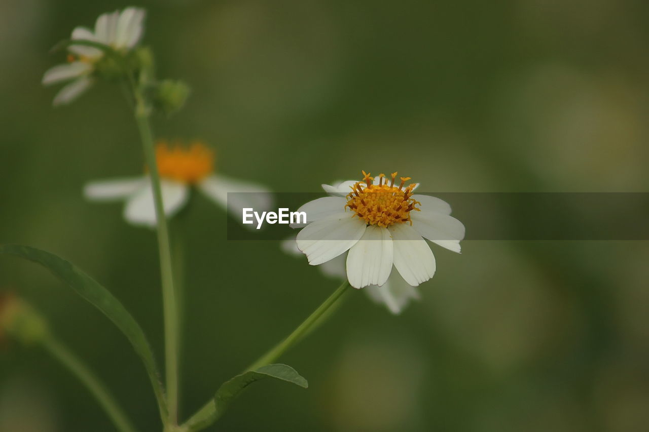 Close-up of white flowers blooming outdoors