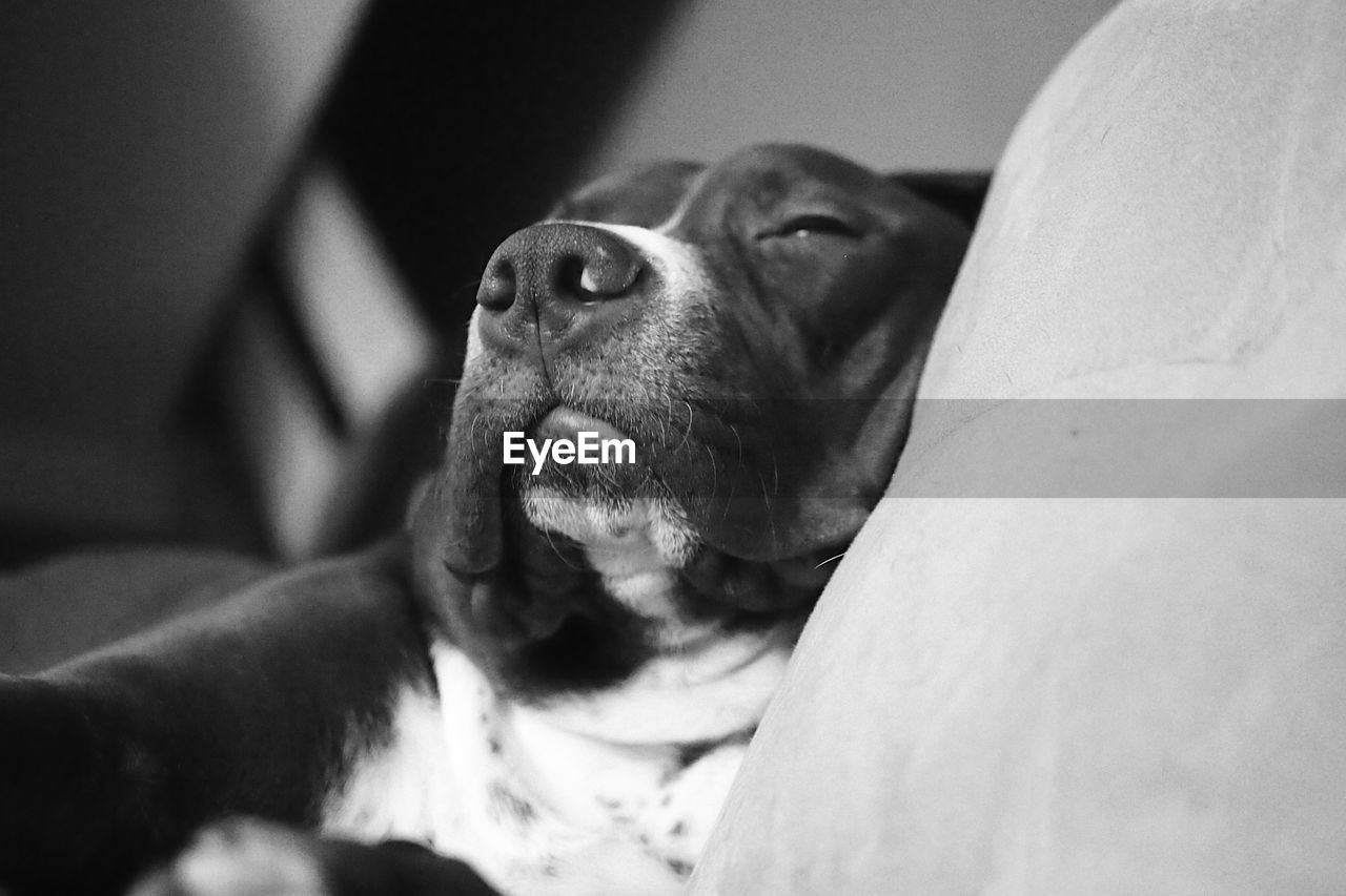 Close-up of a dog resting on couch 