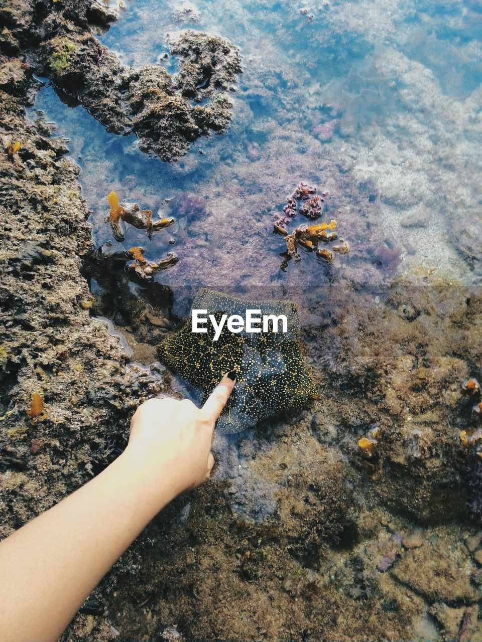 Cropped image of hand touching starfish in sea