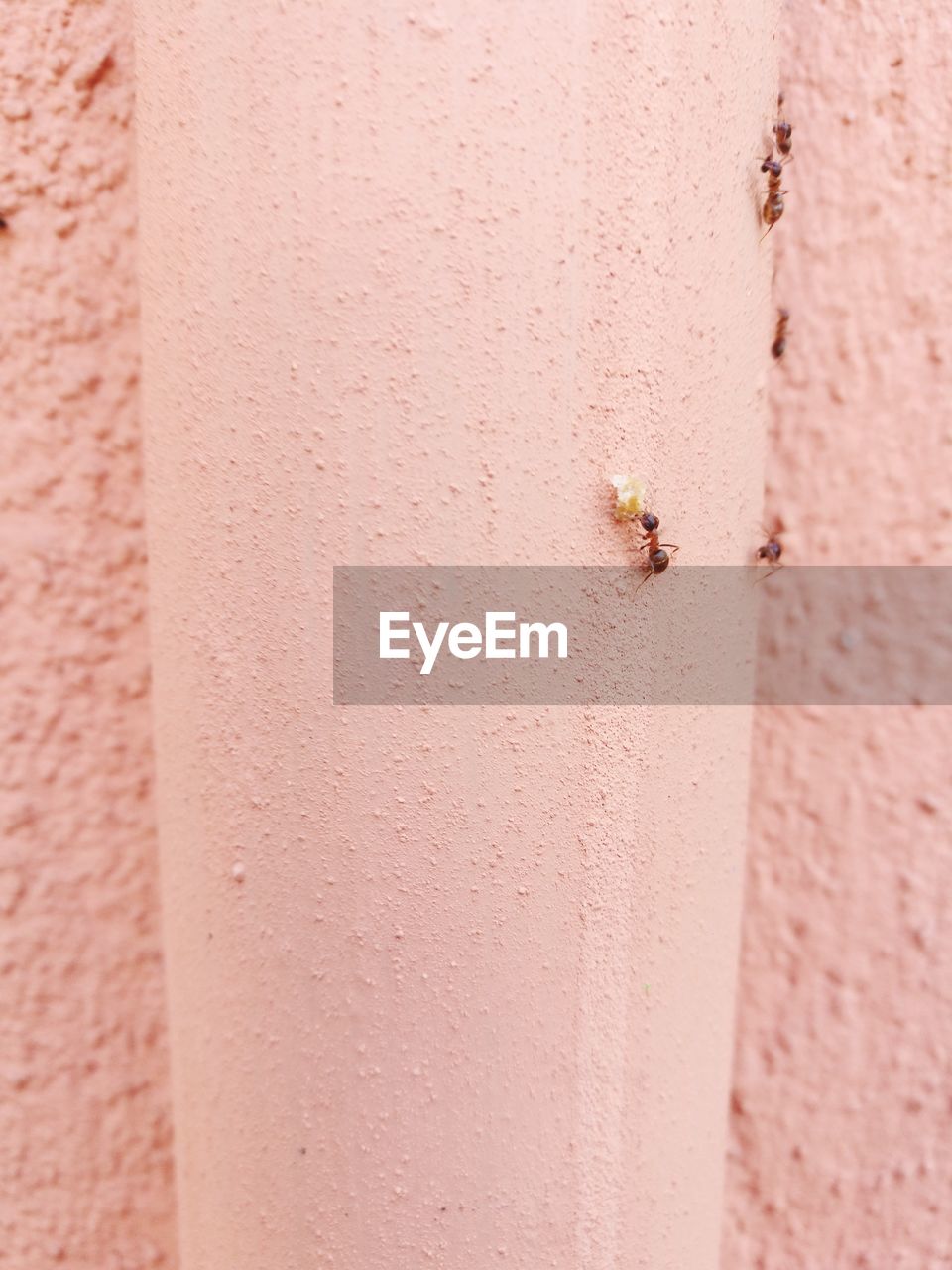 Close-up of ant on wall