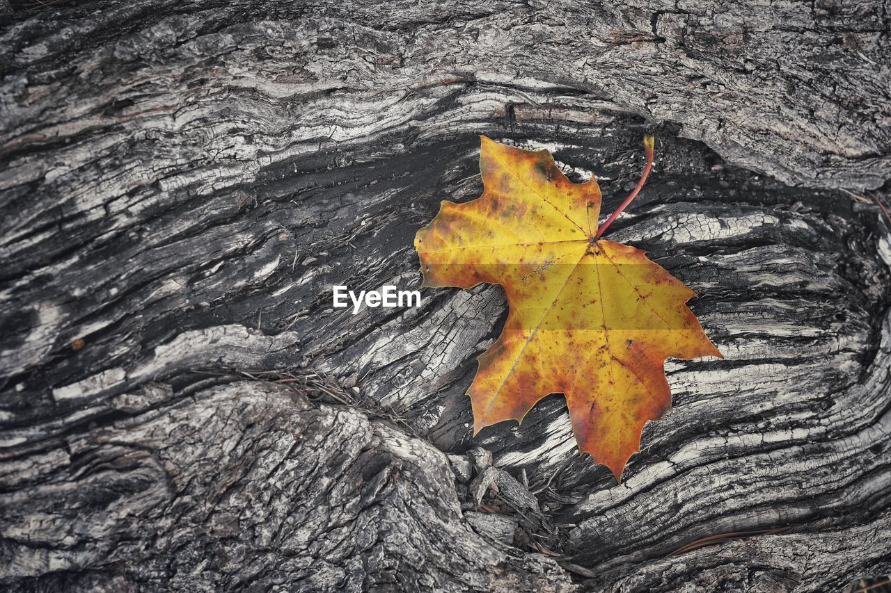 CLOSE-UP OF MAPLE LEAF ON TREE