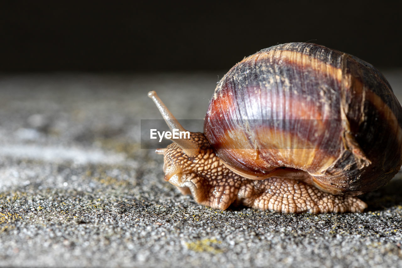 CLOSE-UP OF SNAIL