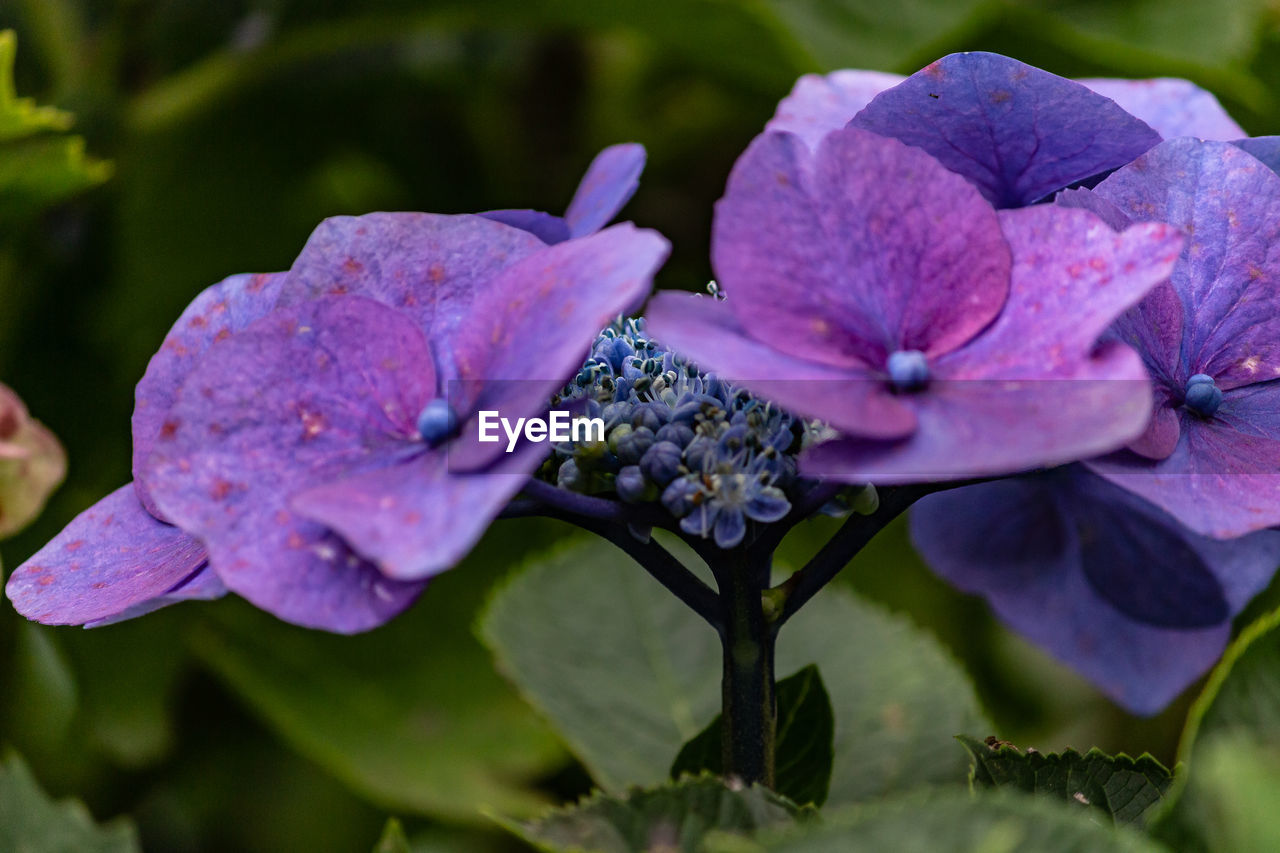 Close-up of purple flowering plant