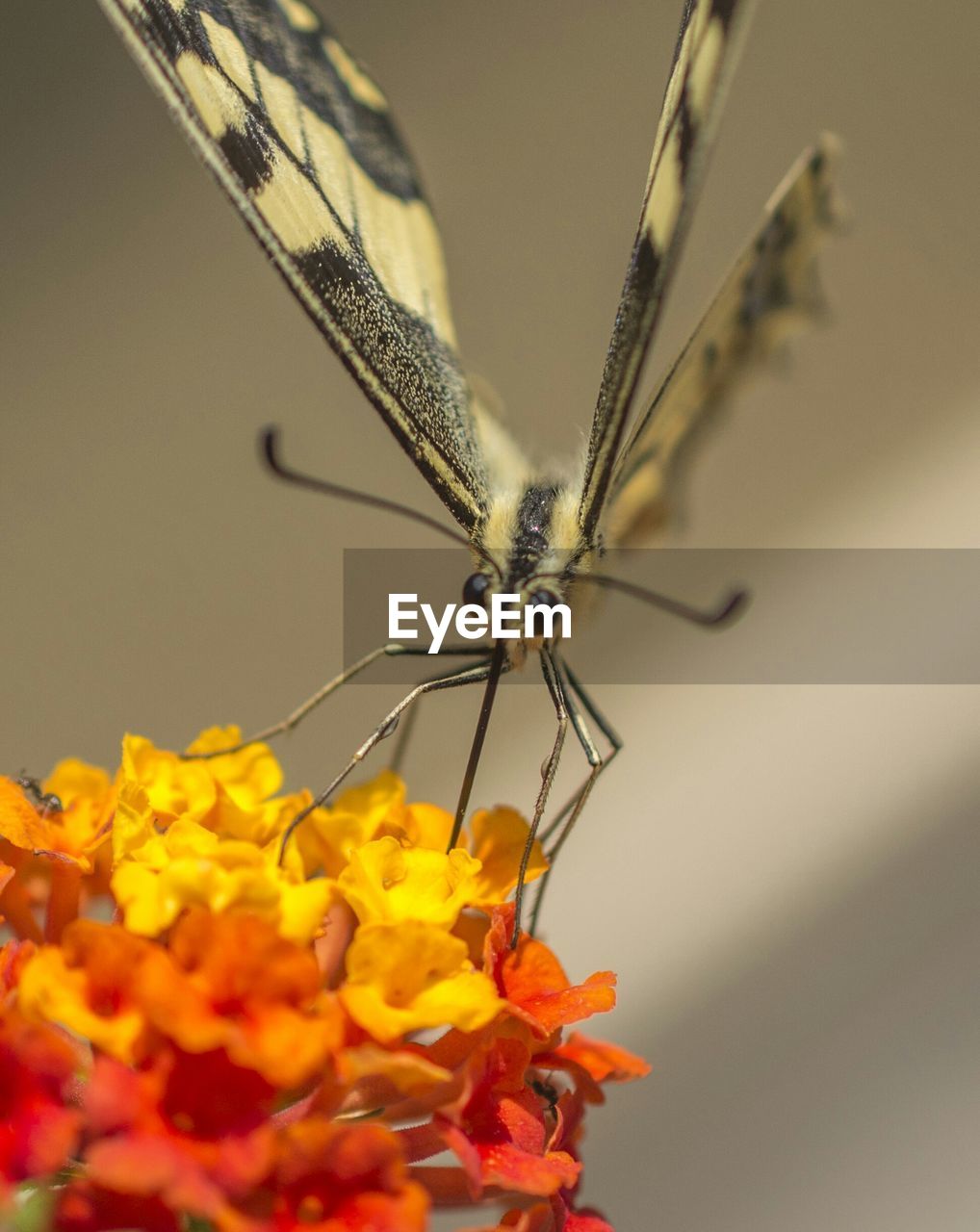 CLOSE-UP OF BUTTERFLY ON FLOWERS