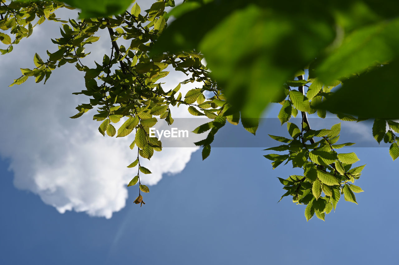 LOW ANGLE VIEW OF LEAVES AGAINST BLUE SKY