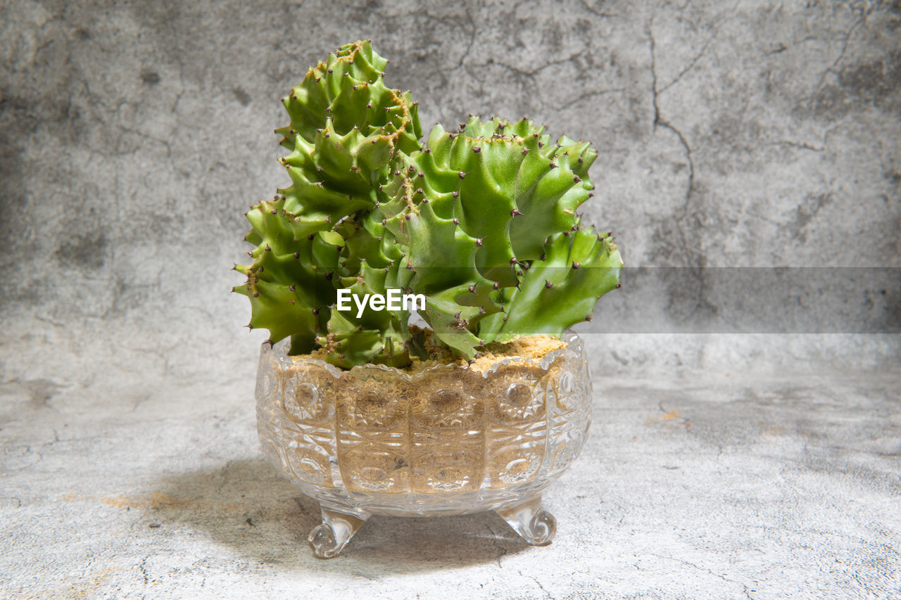 CLOSE-UP OF SUCCULENT PLANT ON WALL