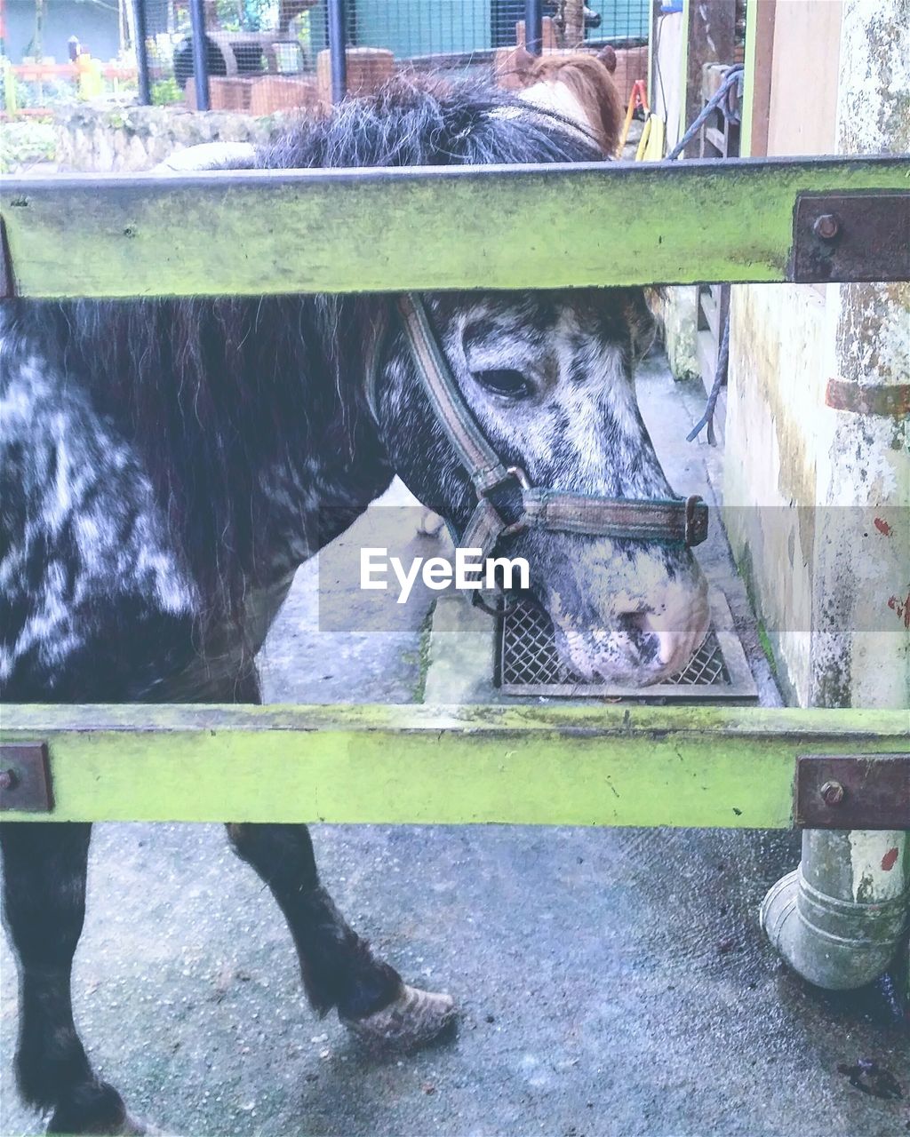 Horses in pen seen through railing