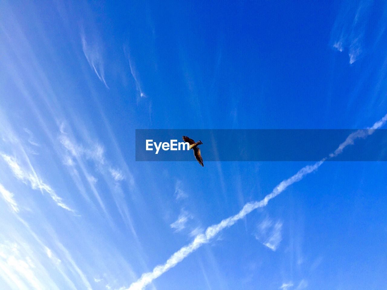 Low angle view of bird flying against blue sky