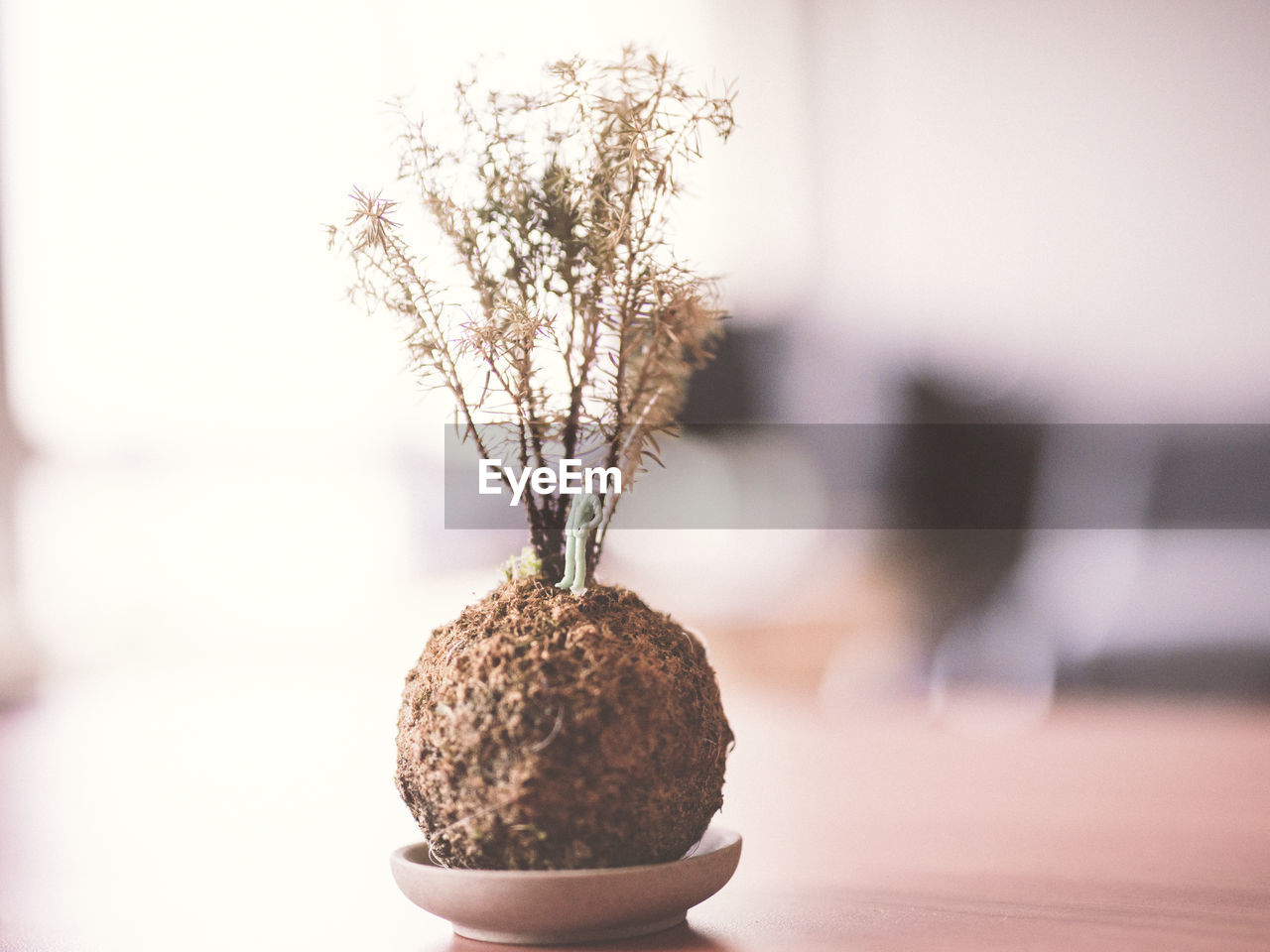 Figurine in potted plant in table