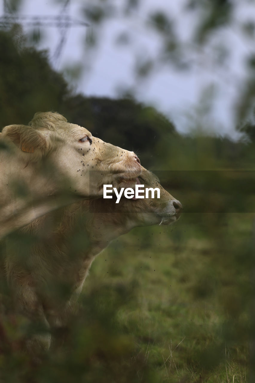 Cows curing each other