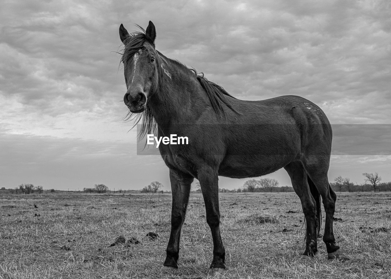 horse, animal, animal themes, mammal, black and white, animal wildlife, domestic animals, mustang horse, one animal, livestock, cloud, mane, monochrome photography, monochrome, sky, stallion, pet, nature, mare, landscape, land, standing, environment, field, no people, black, outdoors, full length, day, grass, working animal, rural scene, pack animal, agriculture, side view