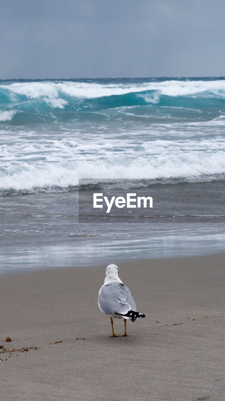 One bird on the beach shore 