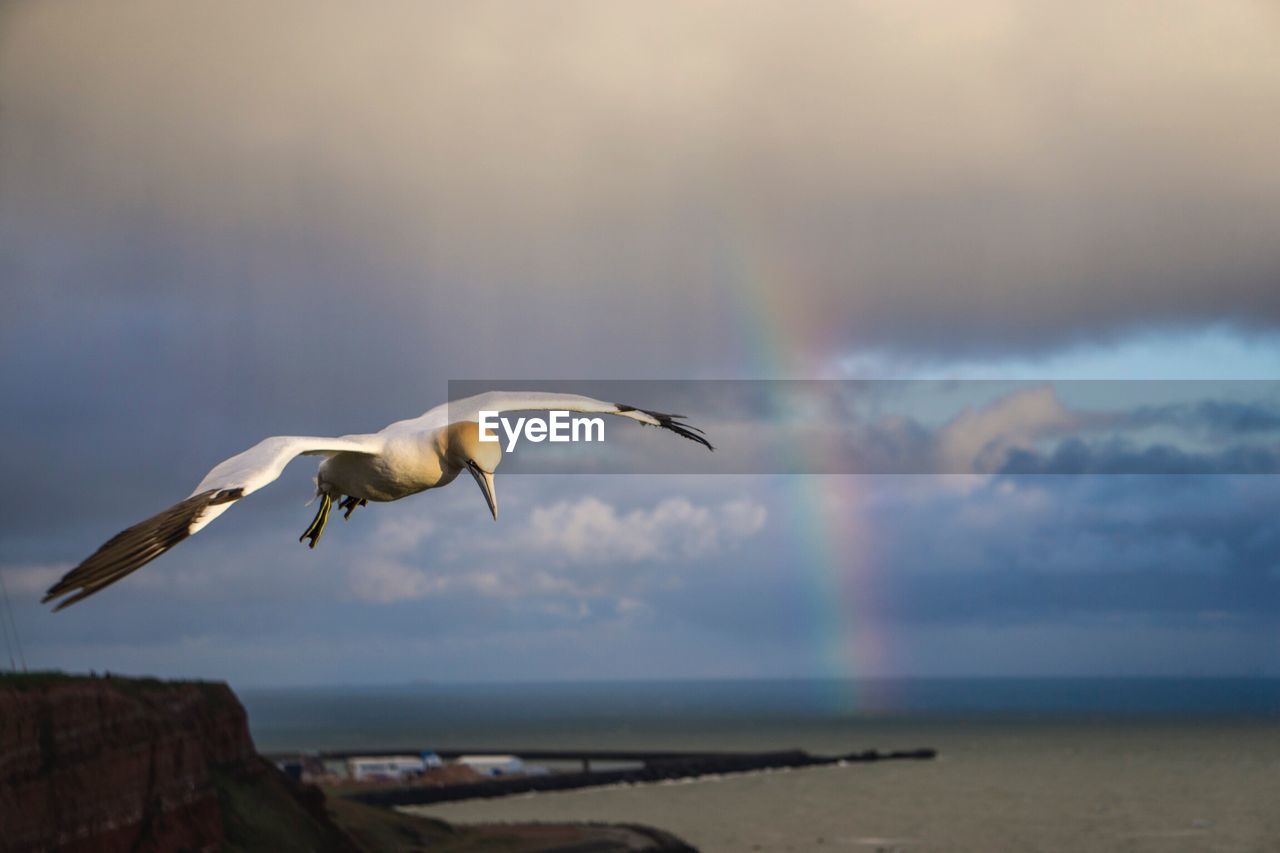 SEAGULL FLYING ABOVE SEA AGAINST SKY