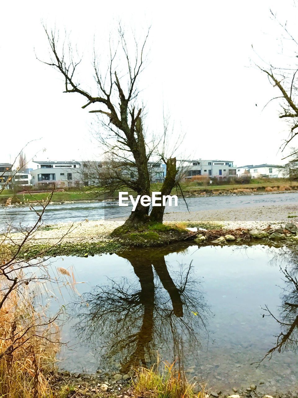 REFLECTION OF TREE IN WATER