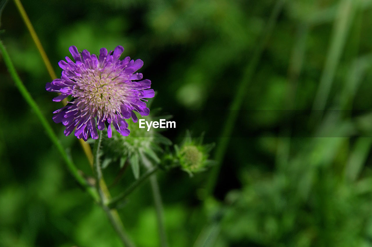 Close-up of purple flowers blooming outdoors