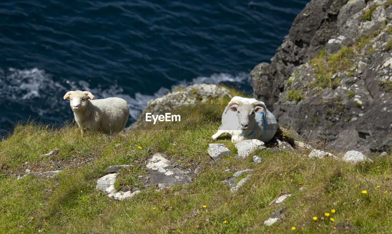 VIEW OF SHEEP ON ROCKS