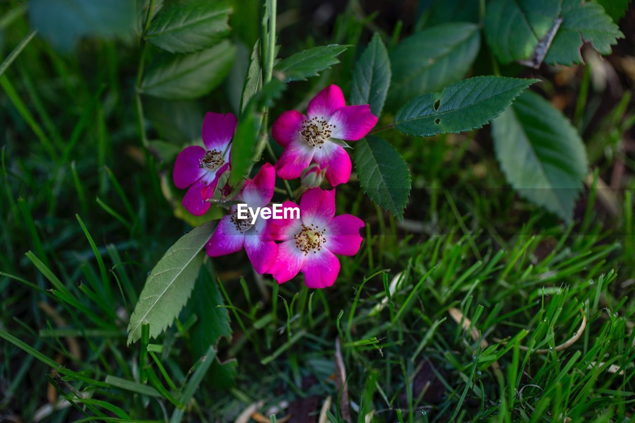 Close-up of pink flowering plant