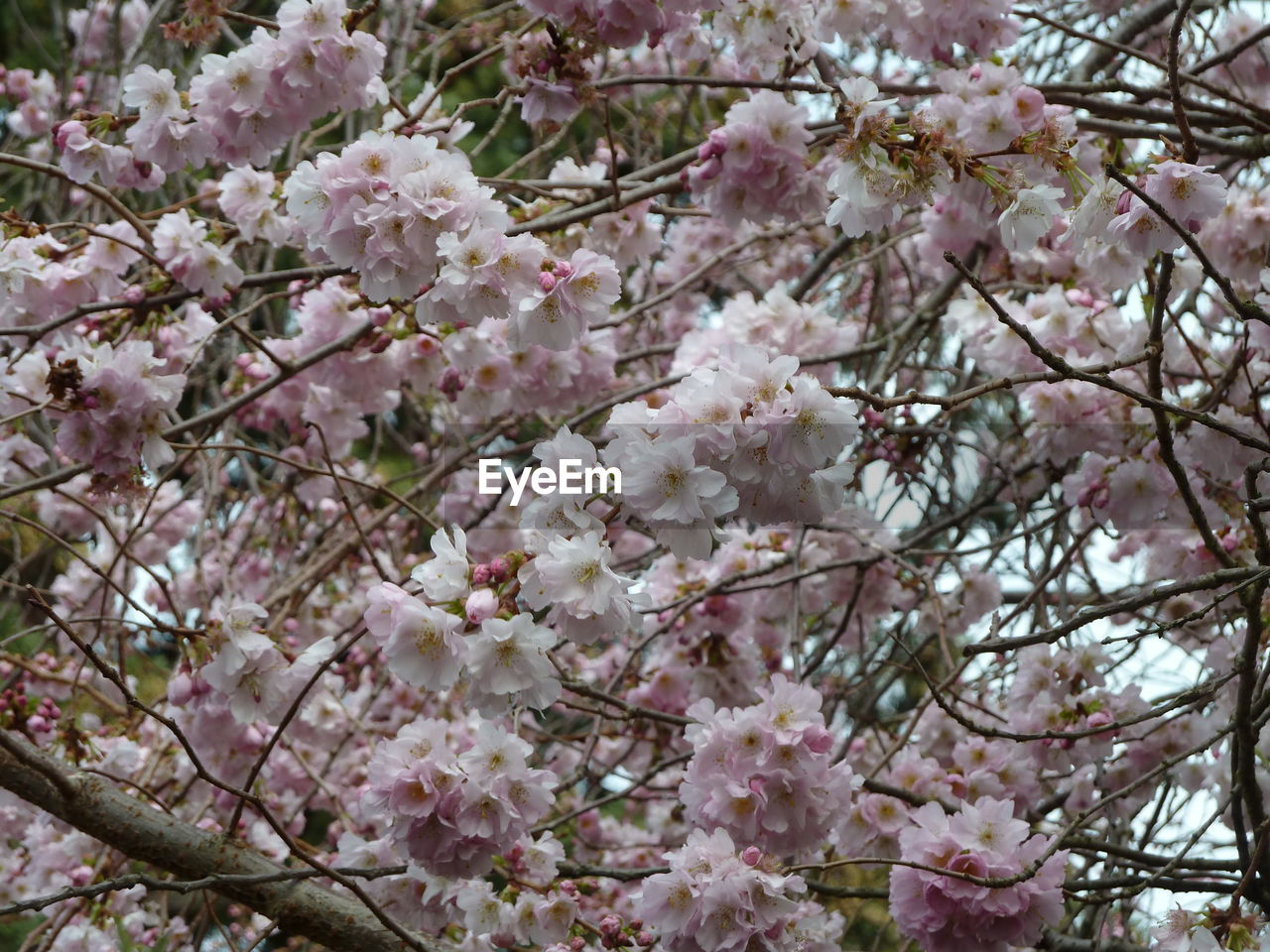 CLOSE-UP OF CHERRY BLOSSOM TREE