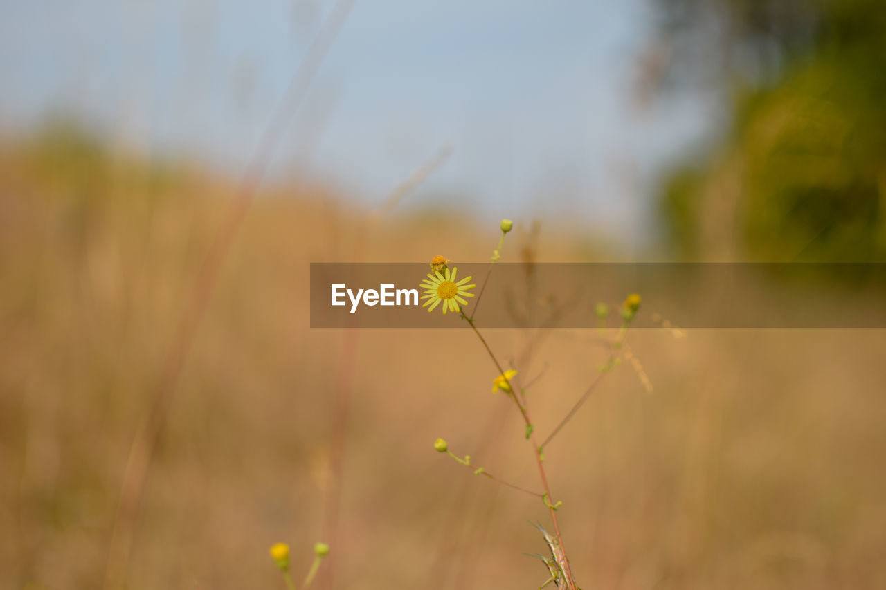 Close-up of yellow flowering plant on field
