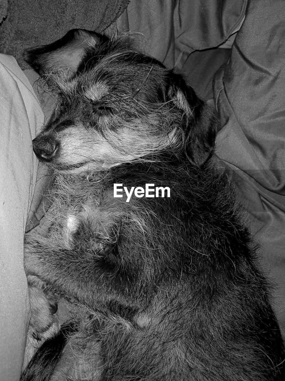 HIGH ANGLE VIEW OF DOG SLEEPING IN THE DARK