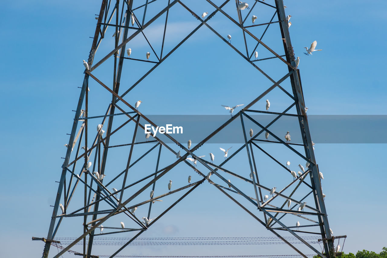 White egret resting on an electric pylon