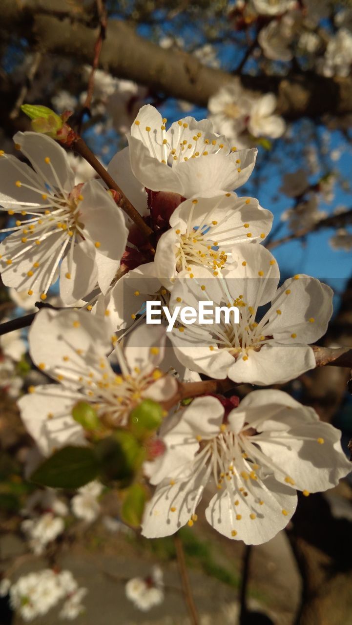 Close-up of white cherry blossom tree