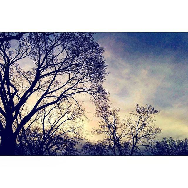 SILHOUETTE OF BARE TREES AGAINST SKY