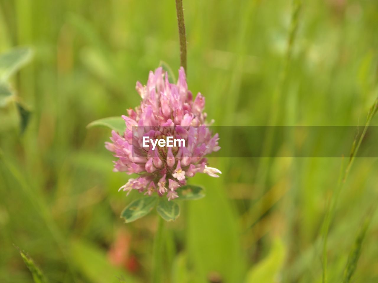 CLOSE-UP OF PINK FLOWER ON PLANT