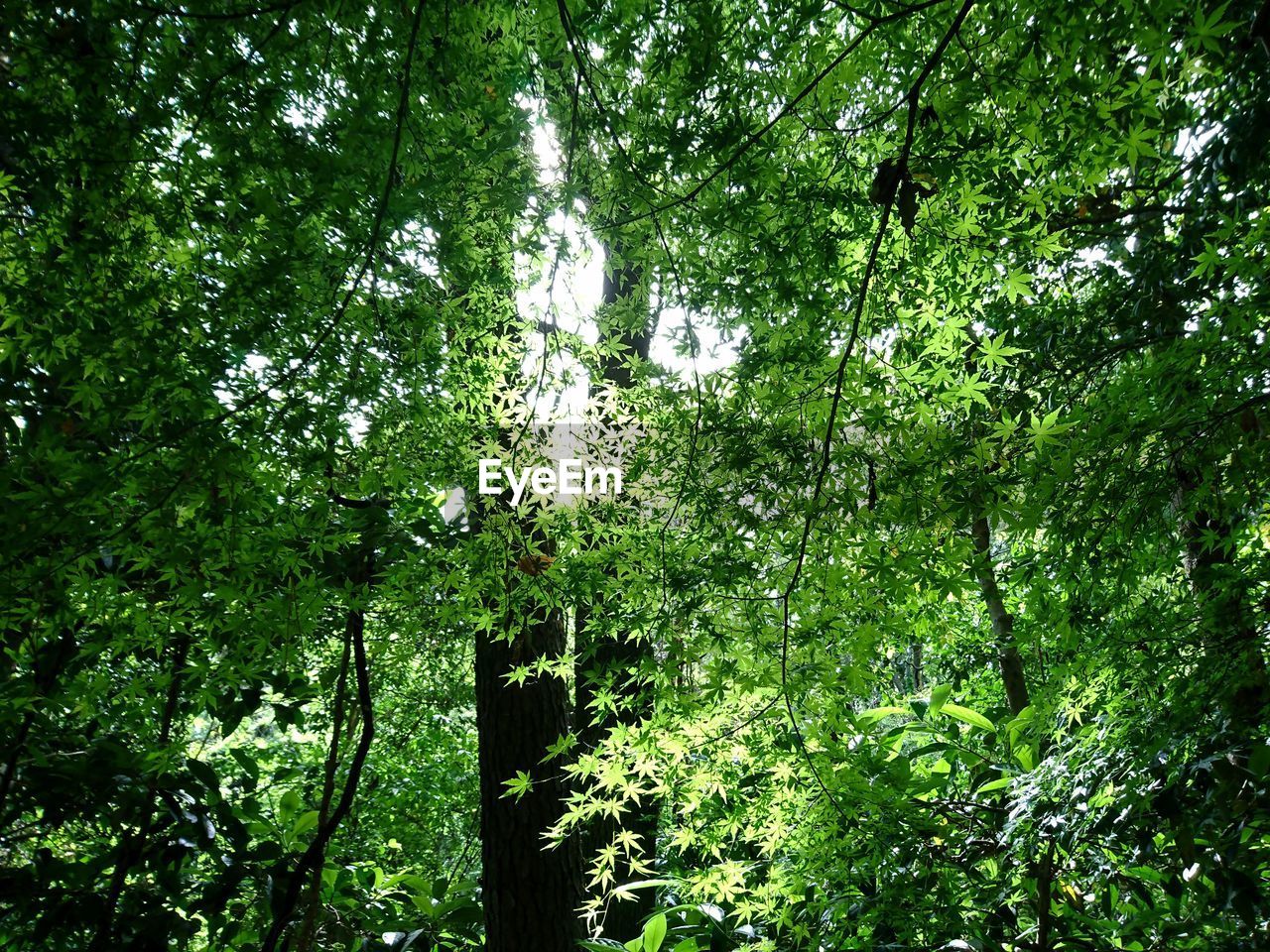 LOW ANGLE VIEW OF LUSH TREES IN FOREST