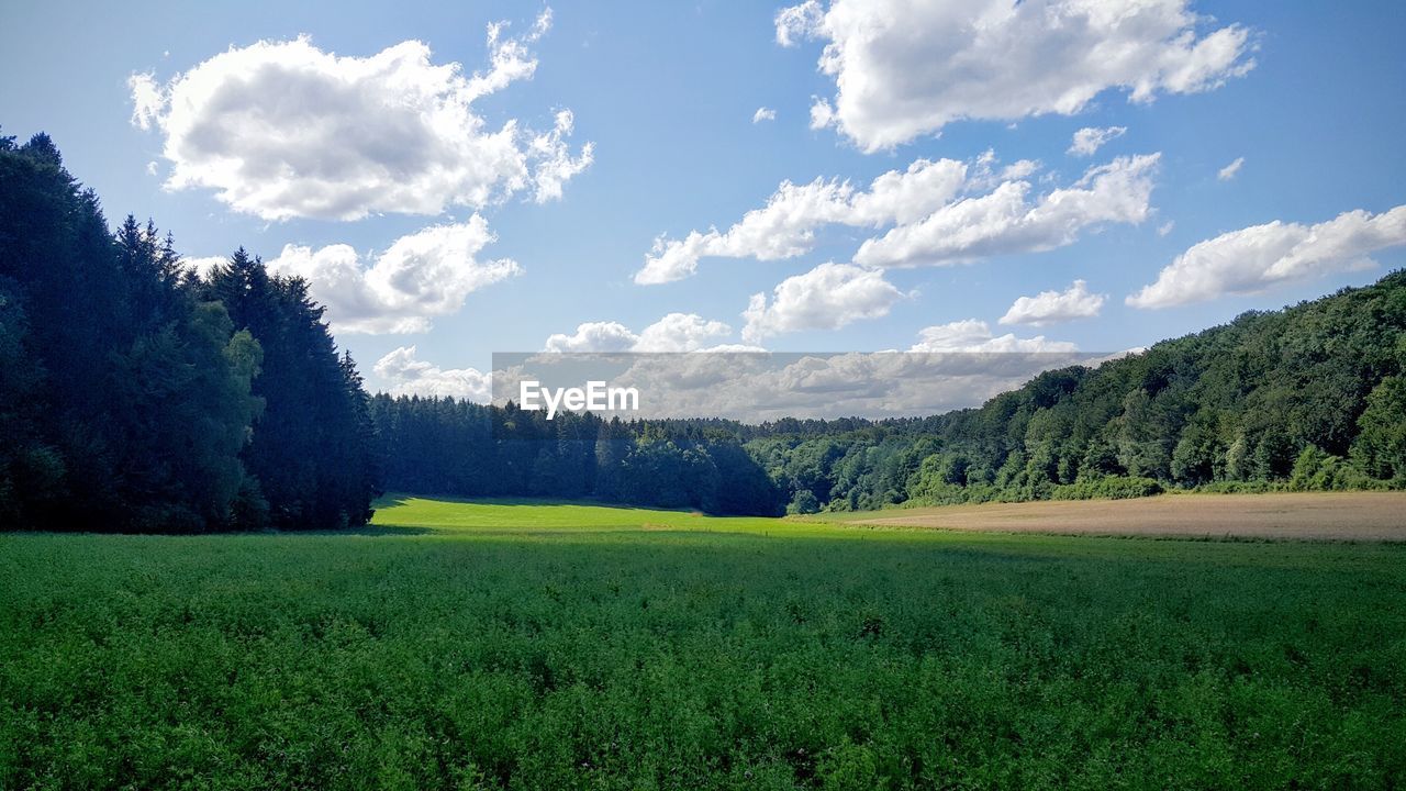 Scenic view of trees on field against sky