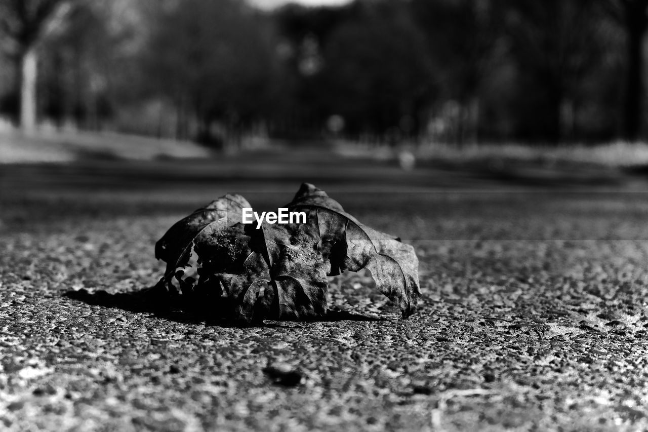 CLOSE-UP OF TORTOISE