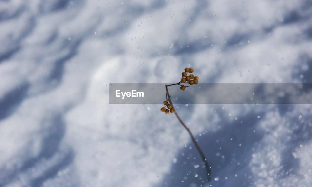 HIGH ANGLE VIEW OF INSECT ON SNOW