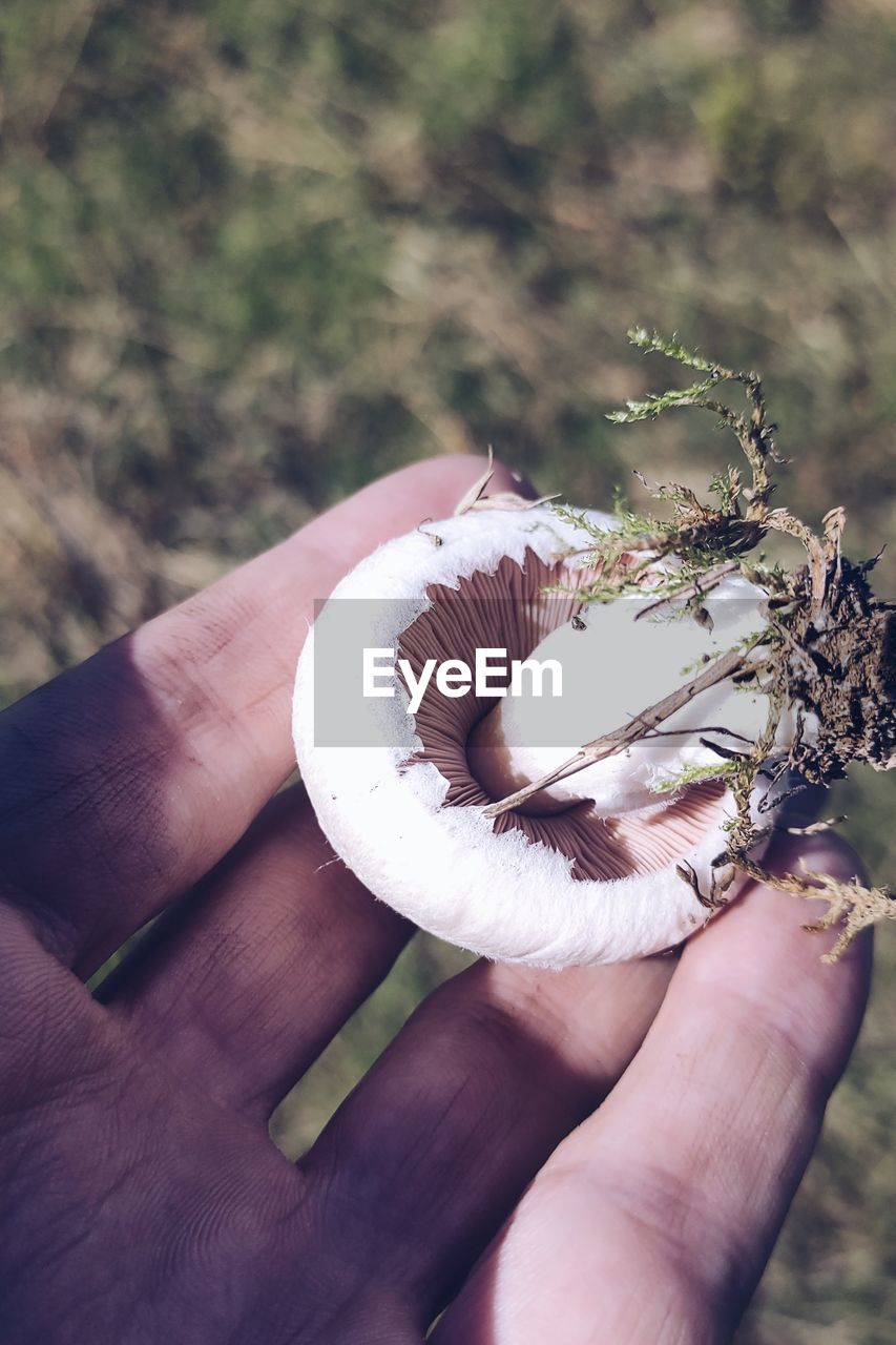 hand, holding, one person, plant, nature, focus on foreground, day, flower, leaf, close-up, personal perspective, outdoors, adult, macro photography, finger, animal, lifestyles, animal themes, tree, high angle view, leisure activity, animal wildlife, women