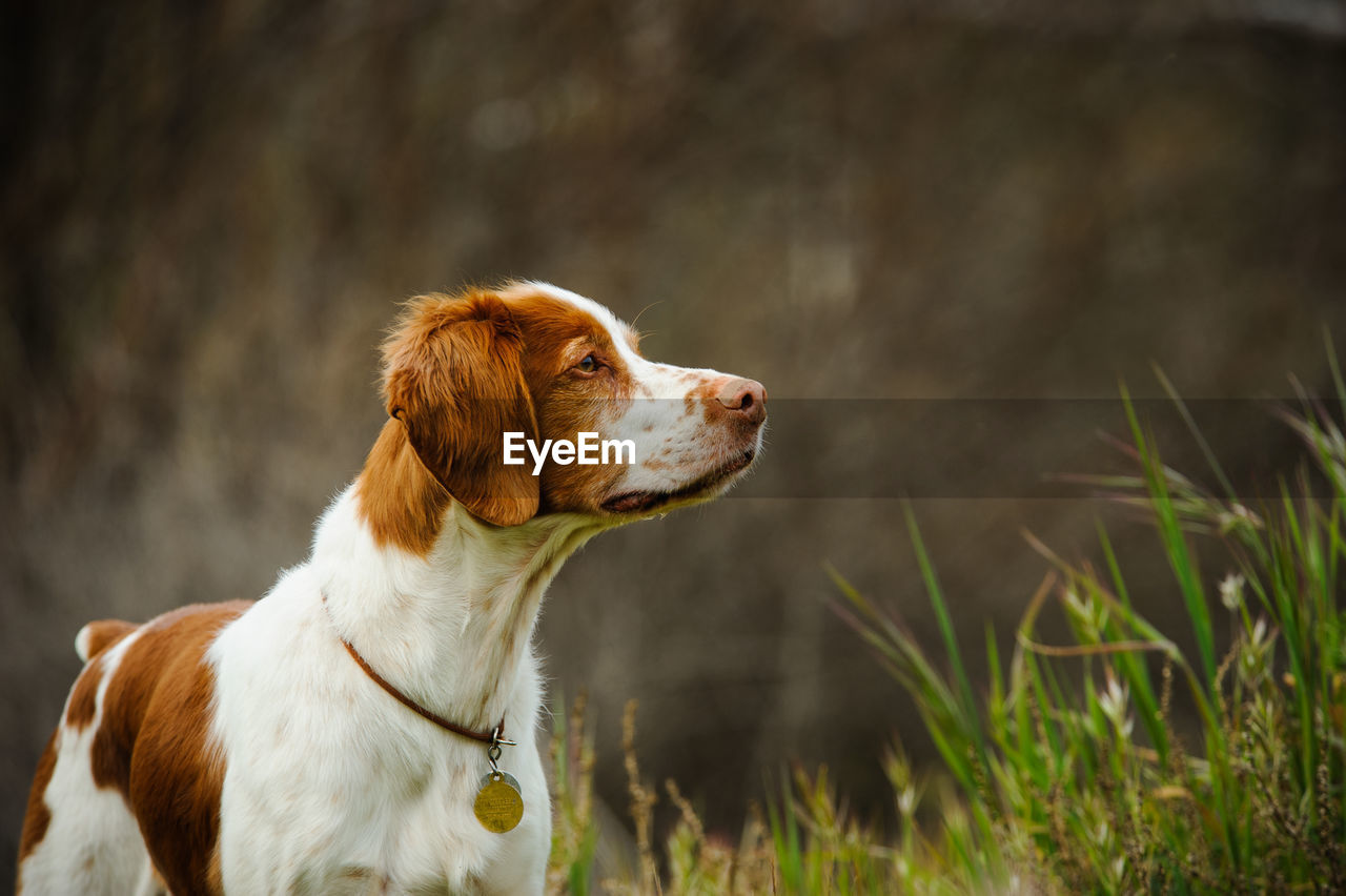 Brittany spaniel by plants